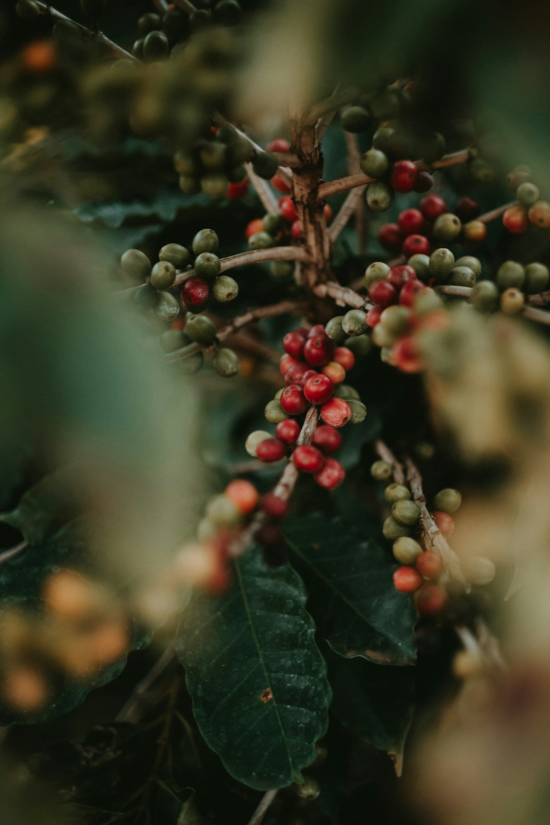Freshly picked coffee cherries being sorted by hand
